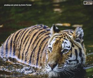 Puzzle Τίγρης στο νερό